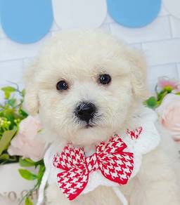 Toy Poodle