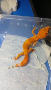 Leopard Gecko 