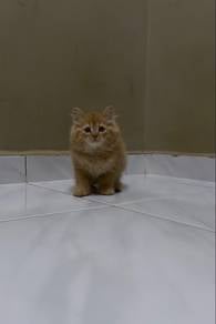 Mainecoon mix Turkish anggora