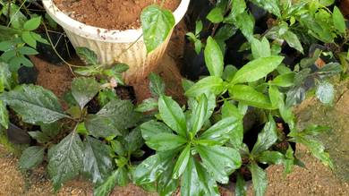 Pokok Ulam Sambung Nyawa Ungu