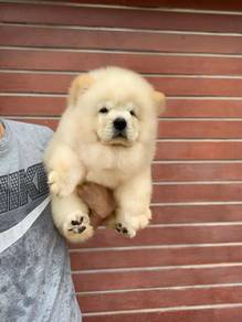 Chow Chow