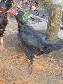 ayam betina pakoy