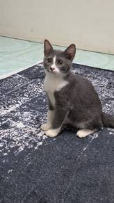 Anak kucing Percuma
