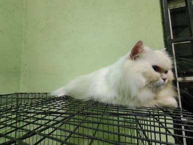 Superlong-hair Persian Male