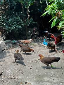 ayam hutan betina