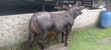 anak muda
