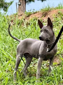 PureBred Thai Ridgeback Puppies