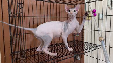 Sphynx