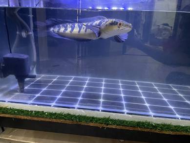 Channa Maru 1.5 kaki
