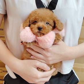 Poodle