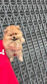 pomeranian