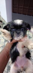 shih tzu pure 