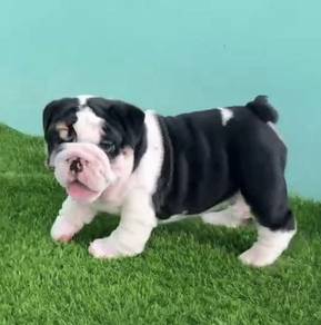 ENGLISH BULLDOG PUPPIES EB446 🐻 BullDog Available