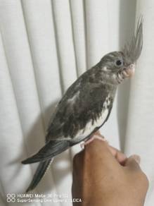 cockatiel jinak 