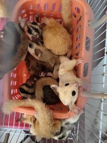 sugar glider 