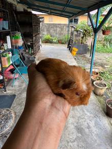 Guinea pig / Tikus Belanda