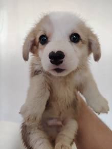 Pure Corgi Male