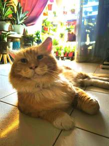 Majestic Orange Maine Coon Male with Certificate