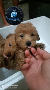 poddle