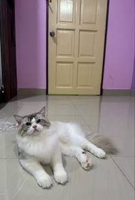 Ragdoll Male