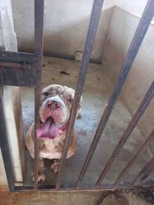 bandog for sale