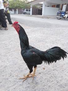 ayam baik