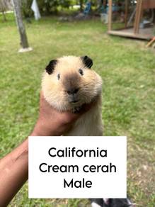 Guinea Pig California Cream