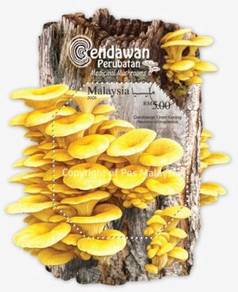 Miniature Sheet Medical Mushroom Malaysia 2026