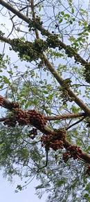 umpan buah ara sungai 