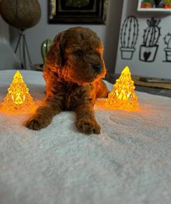 toy poodle 4