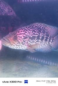 Jaguar Cichlid Fish