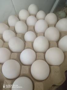 Telur itik Segar dan masin