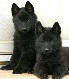 QW6678 Black German Shepherd #MKA registered