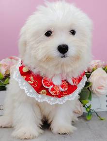 Maltese