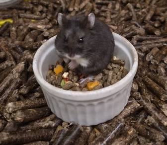 Hamsters available for sale 