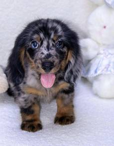 MINIATURE DACHSHUND Puppies D31 🐻  Merle Male