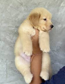 GOLDEN RETRIEVER PUPPIES M762 🌻 黃金獵犬 Cream / Gold