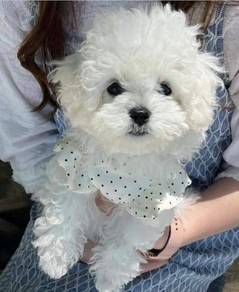 HHP-2100 TINY Bichon Frise cheerful puppy pet