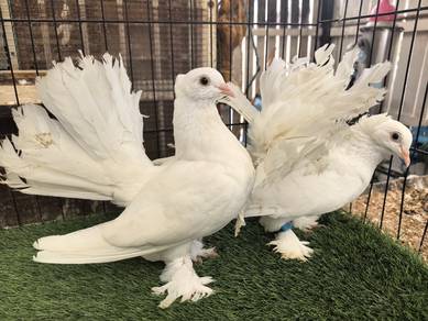 Merpati Merak Fantail Full White Matang Muda 