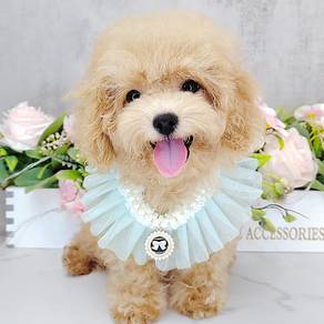Poodle