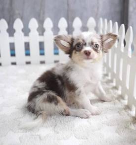CHIHUAHUA PUPPIES 319 🌷Head Apple Cute Dog