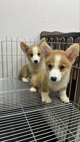 Corgi Male n Female Puppies F&M