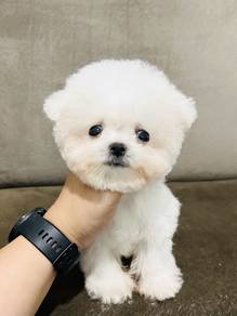 Tea cup bichon