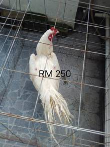 ayam ratu pembaka kaishi 