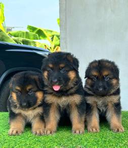 German shepherd 8