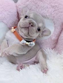 FRENCH BULLDOG PUPPIES 🌻VIP178 Long Fur / Girl