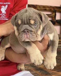 ENGLISH BULLDOG PUPPIES E32 🐻 Female Available