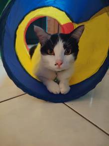 Male cat