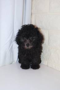 J0432 Grey Poodle Fluffy Teddy Face Puppy