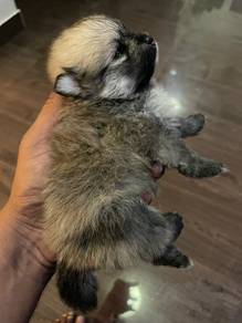 Teacup female pomeranian puppy